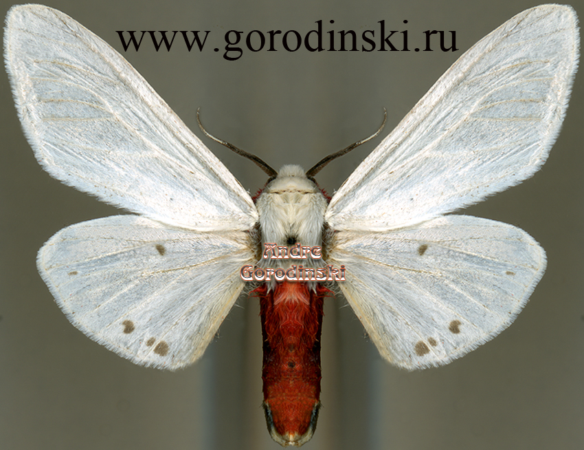 http://www.gorodinski.ru/arctiidae/Spilarctia alba.jpg